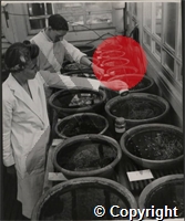 Testing the victims which later are to be submitted to examination and tests. Miss Wall, with her assistant, Ronald Leadbetter, tends her charges